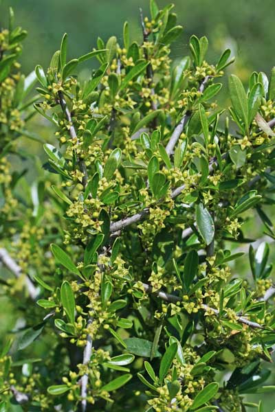 Rhamnus lycioides subsp. oleoides, flora di Sardegna